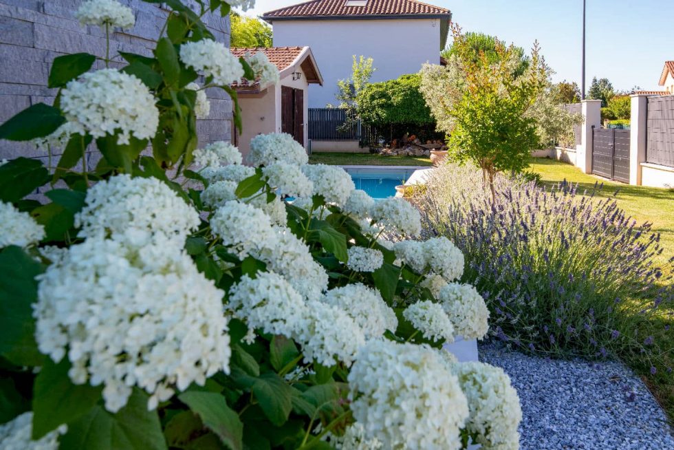 Oliviers et massifs autour de la piscine à Parcieux, proche Neuville-sur-Saône